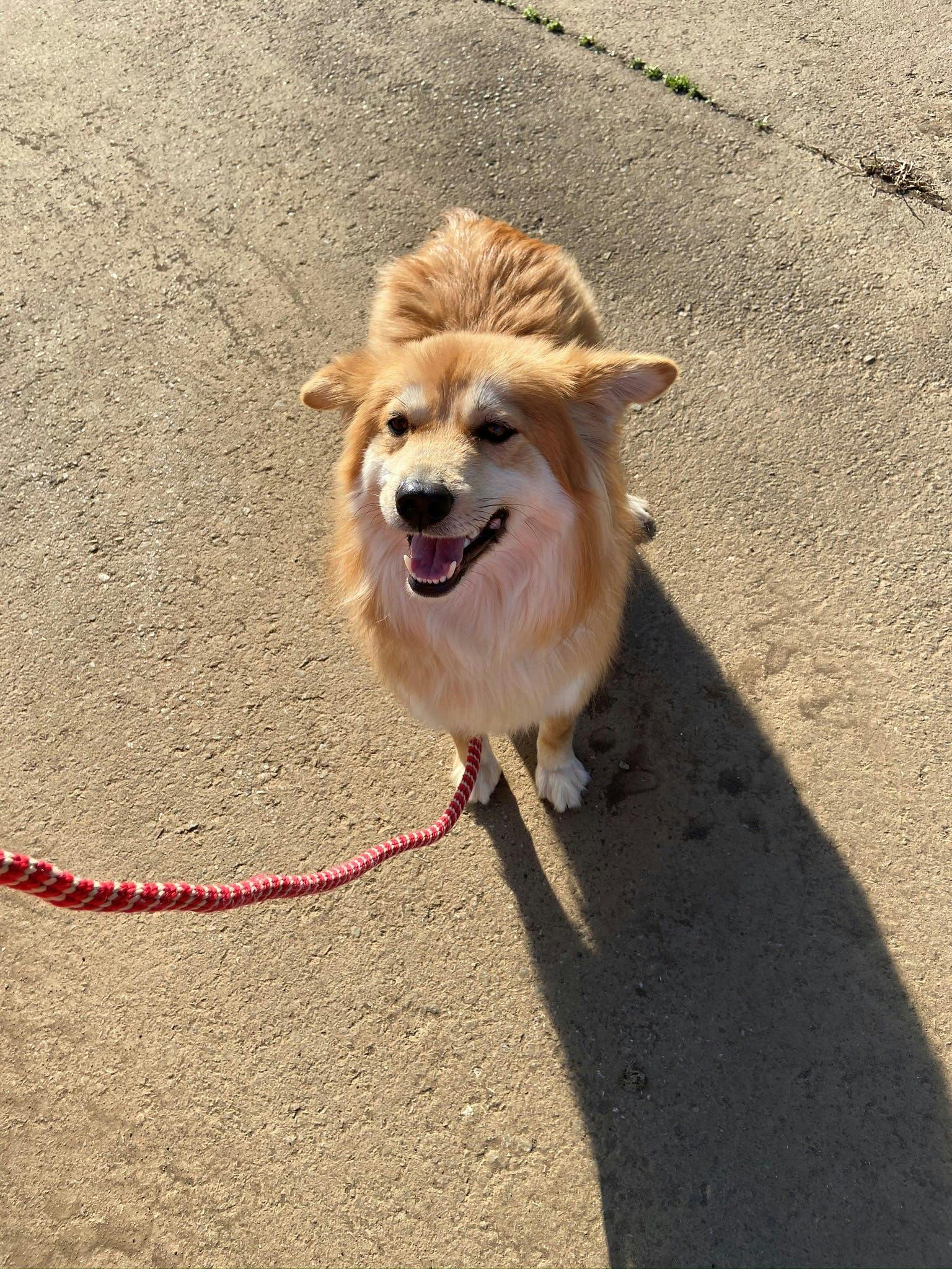 保護犬や保護猫の心とつながりたい 保護と縁結びの活動にご支援を Campfire キャンプファイヤー 保護犬や保護猫の心とつながりたい 保護と縁結びの活動にご支援を Campfire キャンプファイヤー