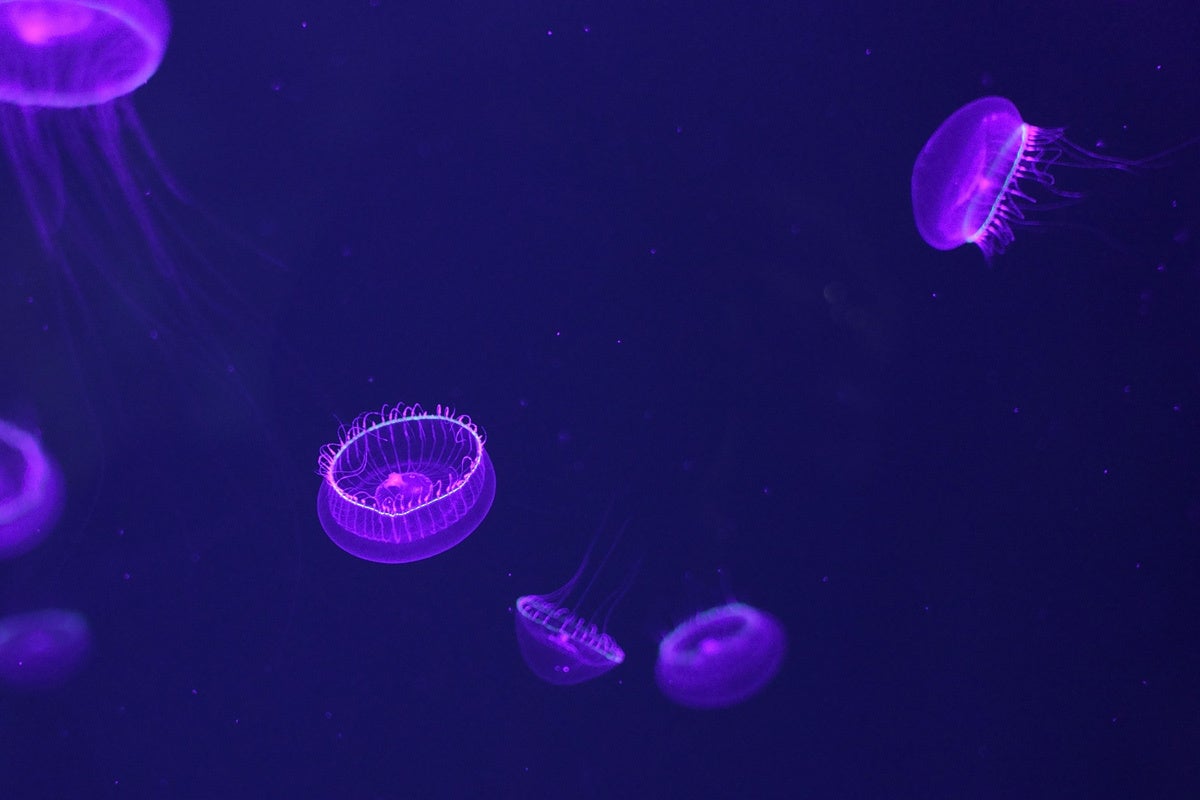 鶴岡市立加茂水族館 美しいクラゲたちをえさ代で救いたい Campfire キャンプファイヤー 鶴岡市立加茂水族館 美しいクラゲたちをえさ代で救いたい Campfire キャンプファイヤー