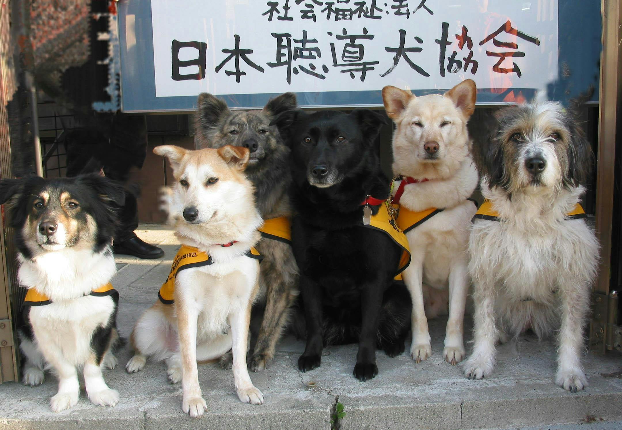 タッチ スマイル 全国への聴導犬と介助犬育成を 一緒に支えてください Goodmorning By Campfire