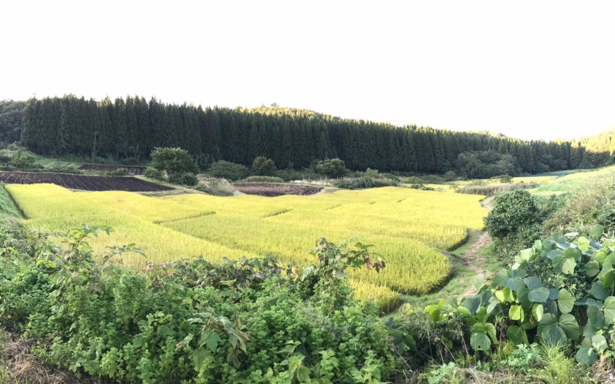 第1弾 東北で山葵を作りたい Campfire キャンプファイヤー