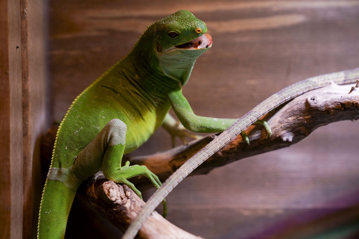 希少な爬虫類を守りたい コロナで大打撃の爬虫類専門動物園izoo イズー を応援 Campfire キャンプファイヤー