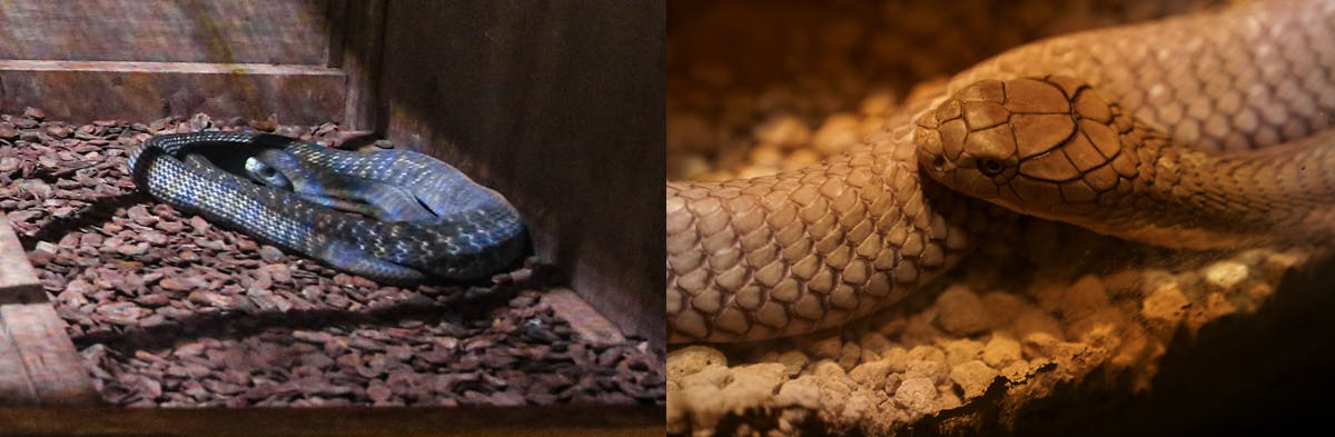 希少な爬虫類を守りたい コロナで大打撃の爬虫類専門動物園izoo イズー を応援 Campfire キャンプファイヤー 希少な爬虫類を守りたい コロナで大打撃の爬虫類専門動物園izoo イズー を応援 Campfire キャンプファイヤー