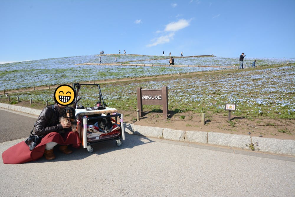 国営ひたち海浜公園_大型犬カートいきまーす