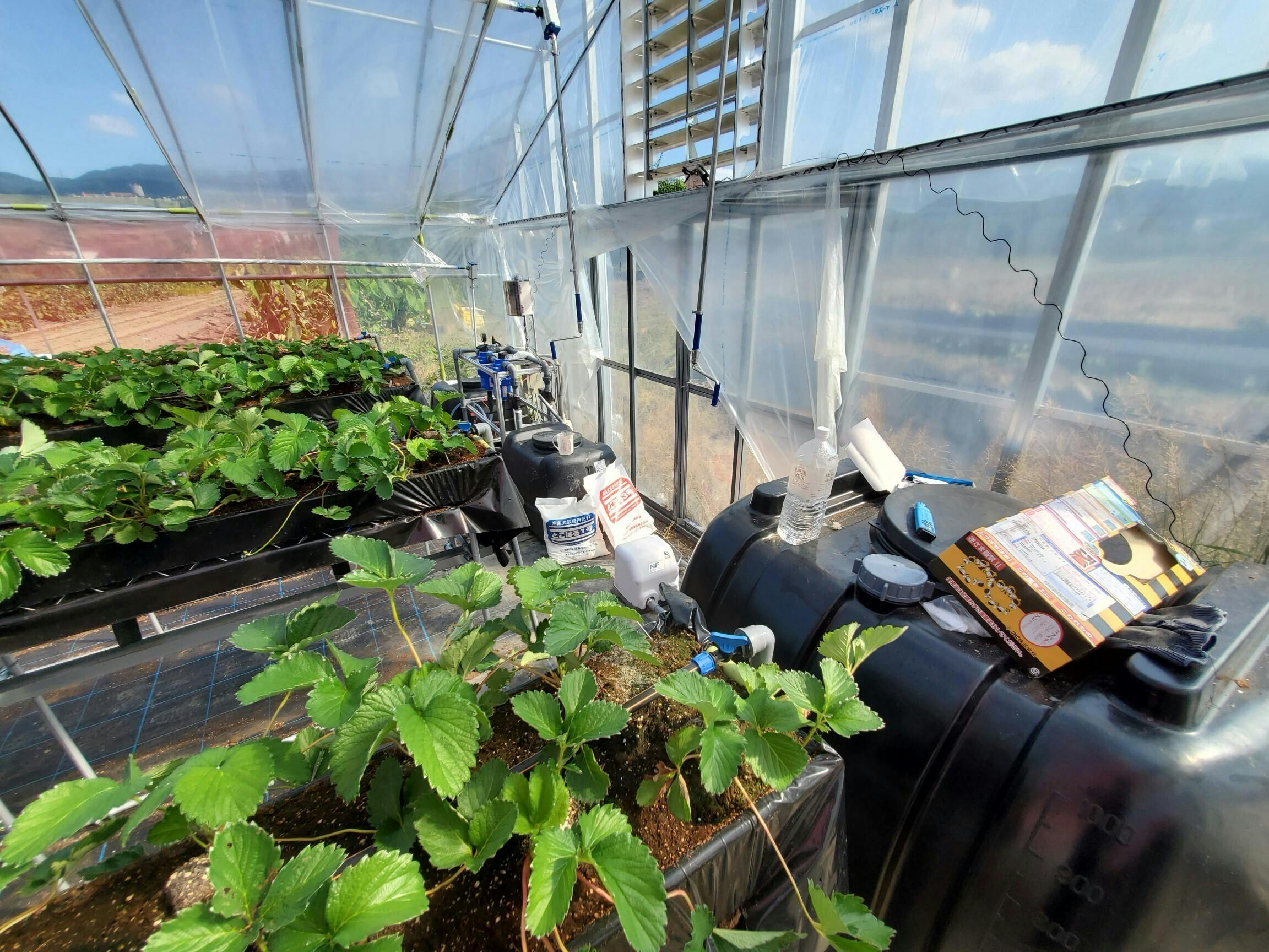 ワイルドベリー☆苗代イチゴ 路地物抜き苗 - 観葉植物