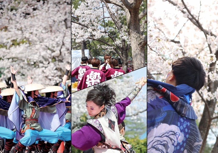 学生の力で第17回京都さくらよさこいを盛り上げたい Campfire キャンプファイヤー 学生の力で第17回京都さくらよさこいを盛り上げたい Campfire キャンプファイヤー