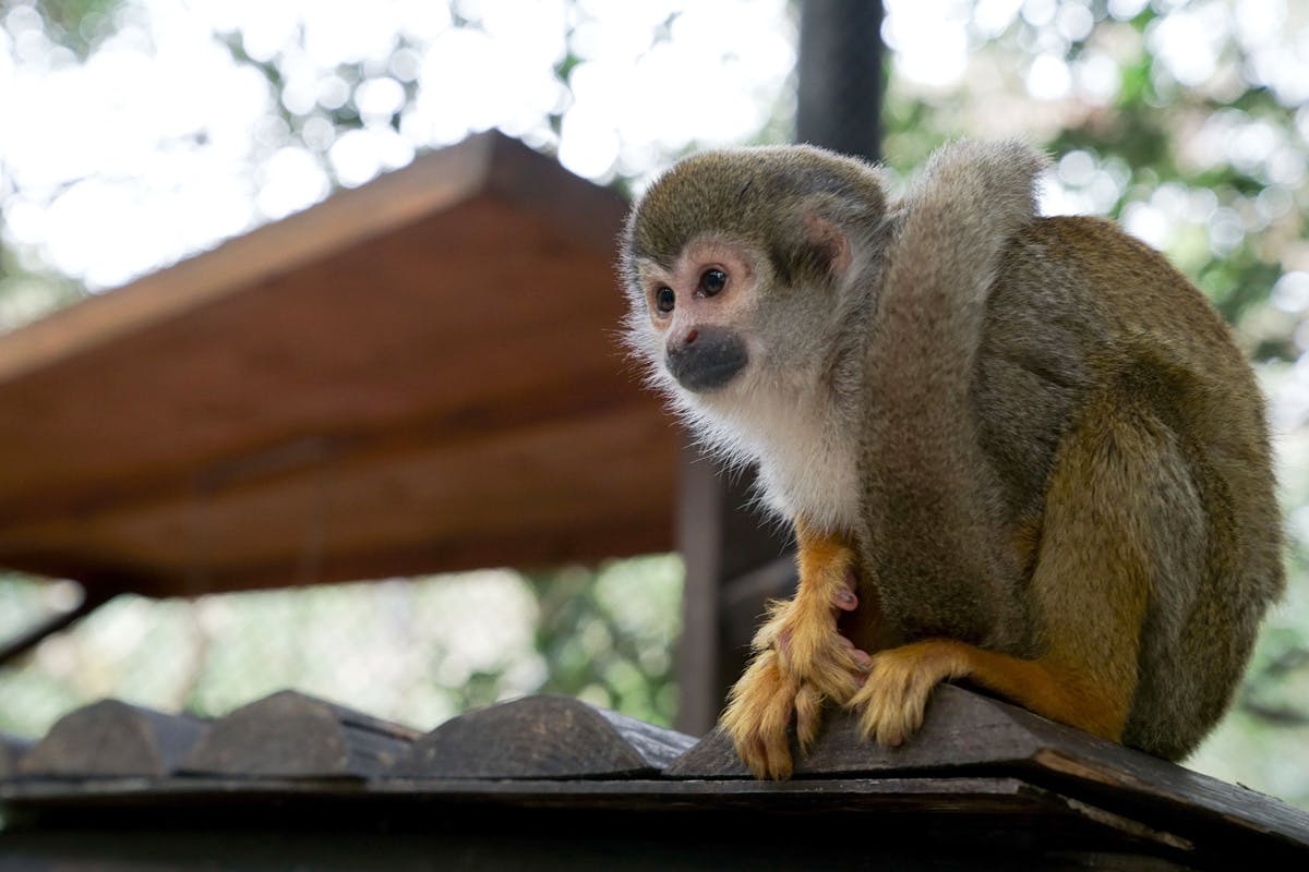 長崎バイオパーク コロナ禍の臨時休園で大打撃 のびのび過ごす動物たちを守りたい Campfire キャンプファイヤー 長崎バイオパーク コロナ禍の臨時休園で大打撃 のびのび過ごす動物たちを守りたい Campfire キャンプファイヤー