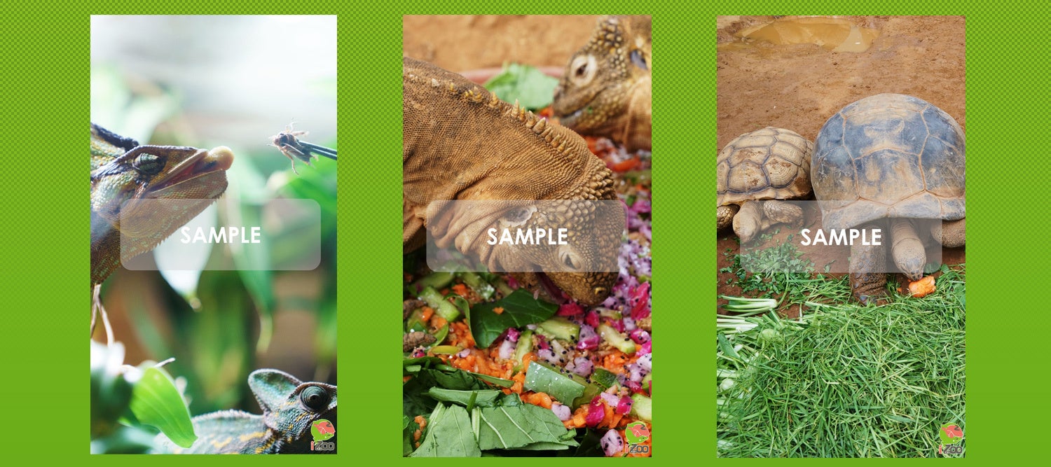 希少な爬虫類を守りたい コロナで大打撃の爬虫類専門動物園izoo イズー を応援 Campfire キャンプファイヤー