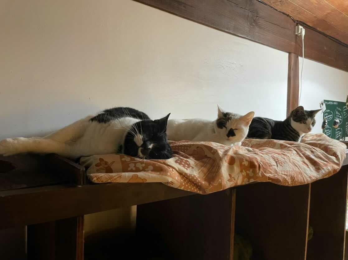 保護猫カフェの猫達の命を守りたい Campfire キャンプファイヤー