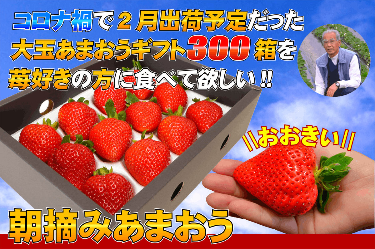 コロナ禍で2月出荷予定だった大玉あまおうギフト３００箱を苺好きの方に食べて欲しい Campfire キャンプファイヤー