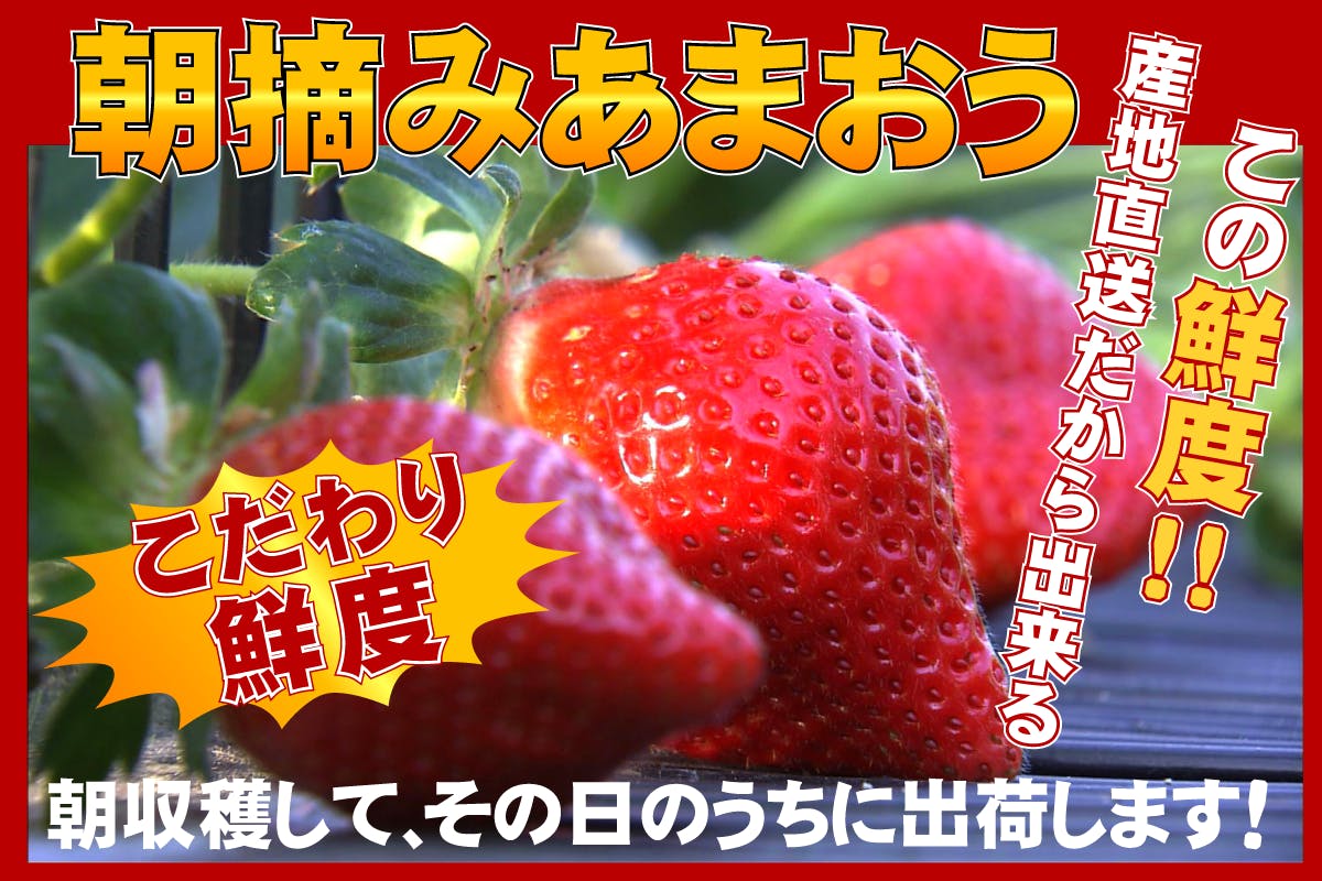 コロナ禍で2月出荷予定だった大玉あまおうギフト３００箱を苺好きの方に食べて欲しい Campfire キャンプファイヤー