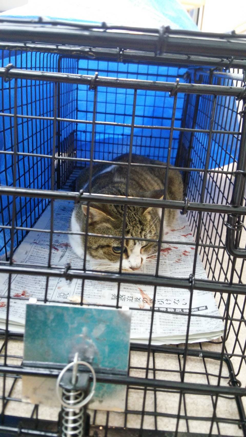 地域の猫達を少しでも幸せにするために今ある命を守るために Campfire キャンプファイヤー 地域の猫達を少しでも幸せにするために今ある命を守るために Campfire キャンプファイヤー