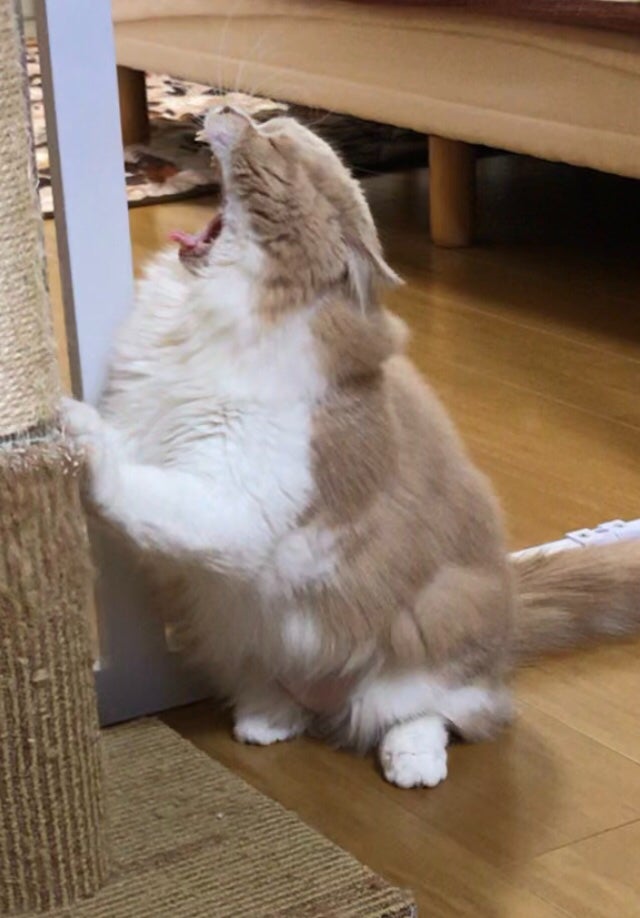 IMG_4572.jpeg