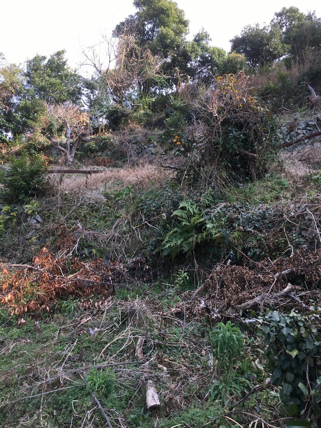 耕作放棄地を再生して みかん畑を作りたい Campfire キャンプファイヤー 耕作放棄地を再生して みかん畑を作りたい Campfire キャンプファイヤー