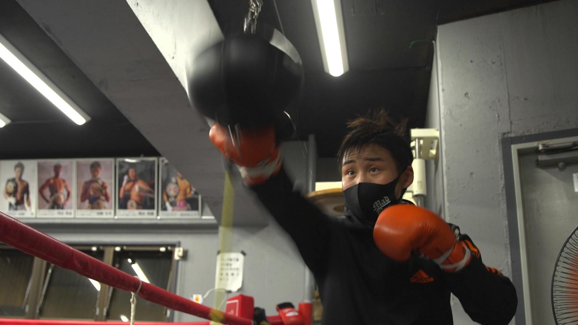 ボクシング ステッカー NO BOXING NO LIFE 格闘技 ボクシンググローブ