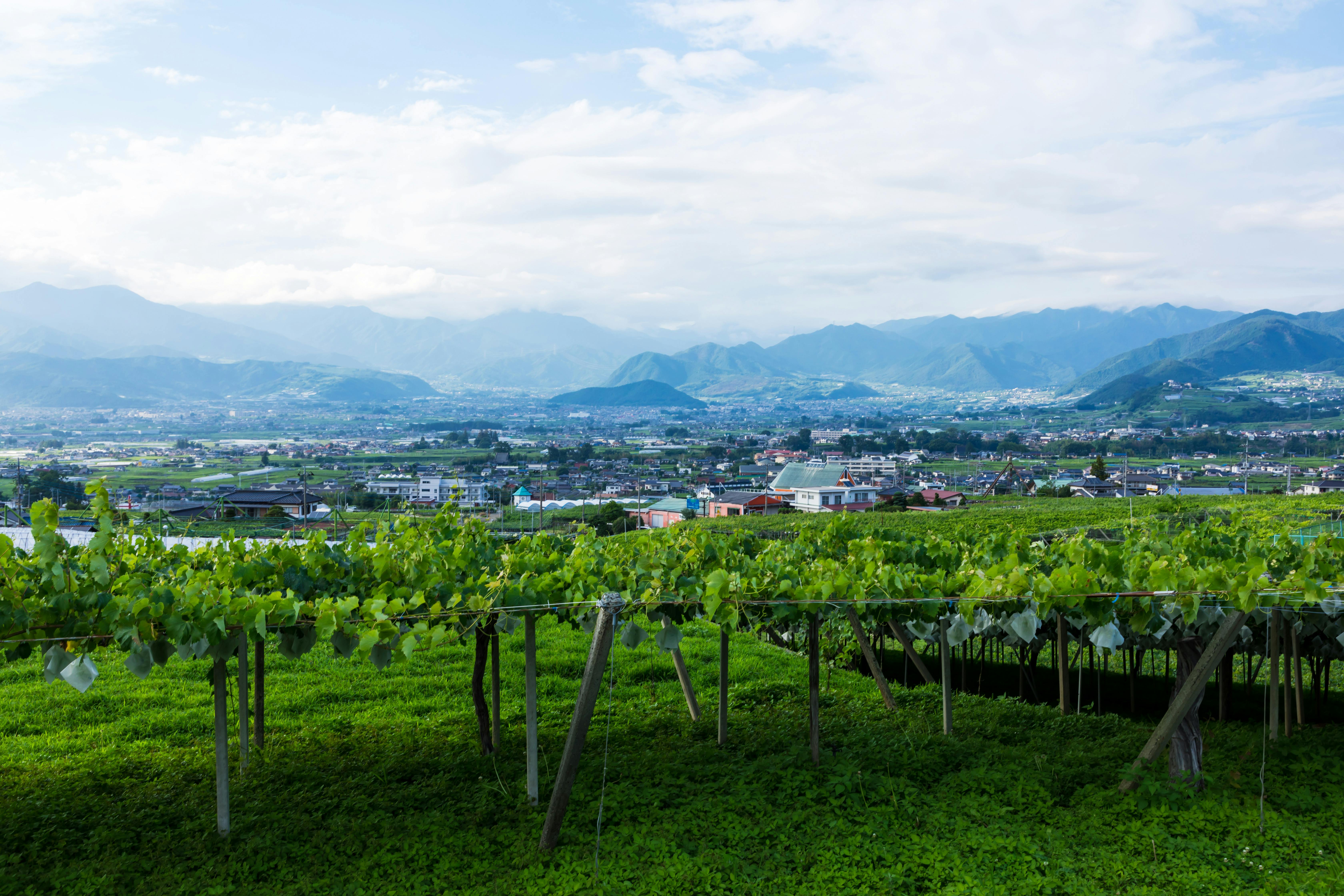 耕作放棄地が増える 甲州 のぶどう畑に 新規就農者支援で新しい担い手を Campfire キャンプファイヤー 耕作放棄地が増える 甲州 のぶどう畑に 新規就農者支援で新しい担い手を Campfire キャンプファイヤー