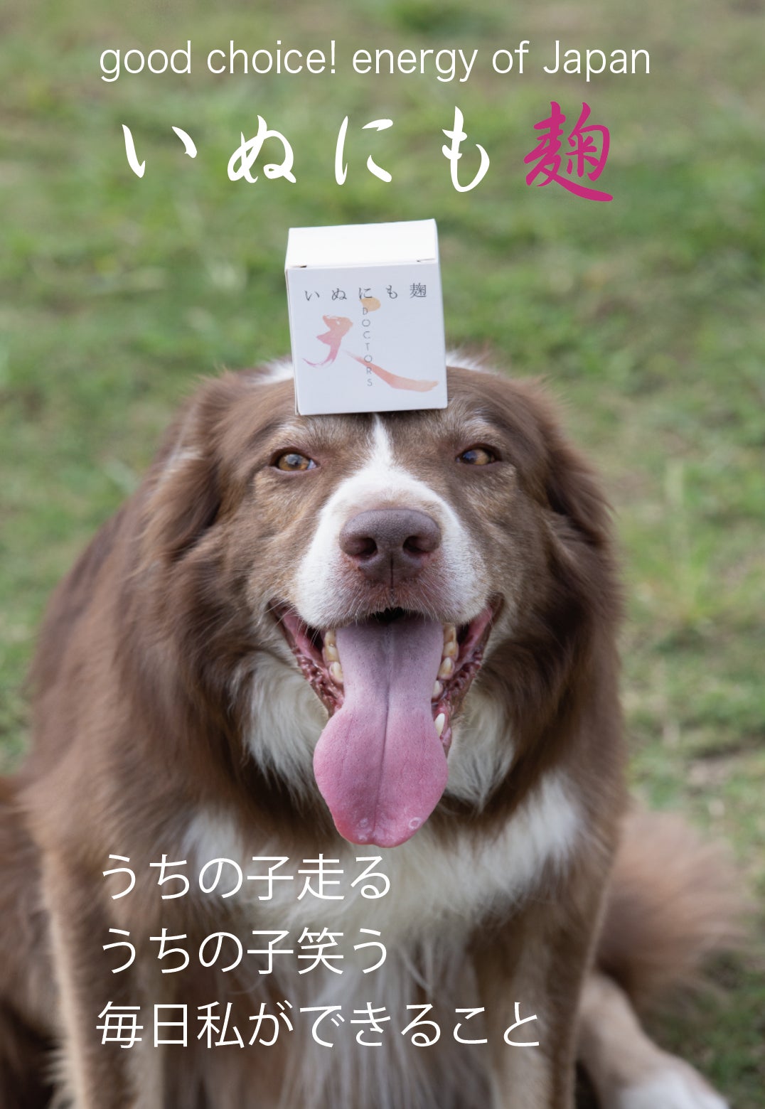 愛犬の食事をもっと楽しく 充実させる魔法の粉に納豆菌をプラス 健康第一 Campfire キャンプファイヤー 愛犬の食事をもっと楽しく 充実させる魔法の粉に納豆菌をプラス 健康第一 Campfire キャンプファイヤー