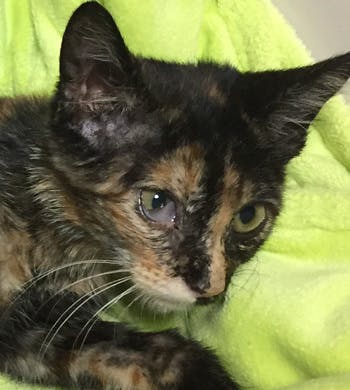 きっとウザいであろう私の拘り GoodMorning by CAMPFIRE