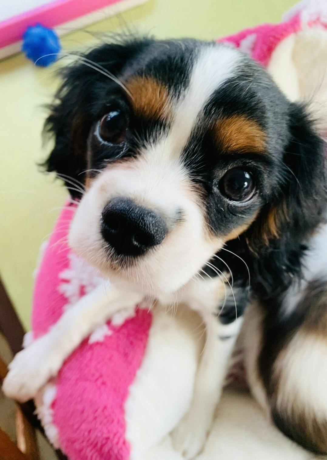 助けてください 福岡県の数少ない犬カフェが存続の危機 Campfire キャンプファイヤー 助けてください 福岡県の数少ない犬カフェが存続の危機 Campfire キャンプファイヤー