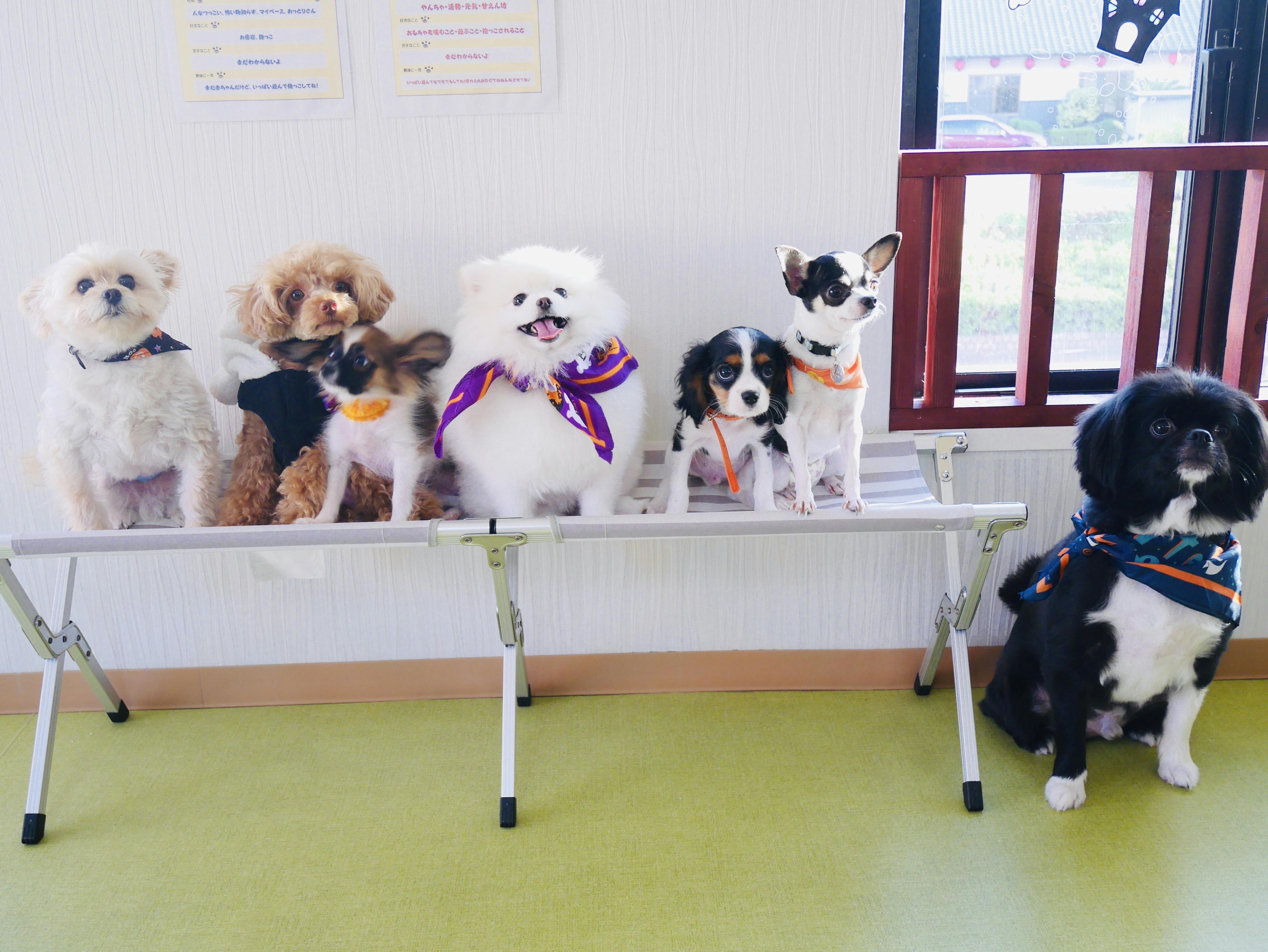 助けてください 福岡県の数少ない犬カフェが存続の危機 Campfire キャンプファイヤー