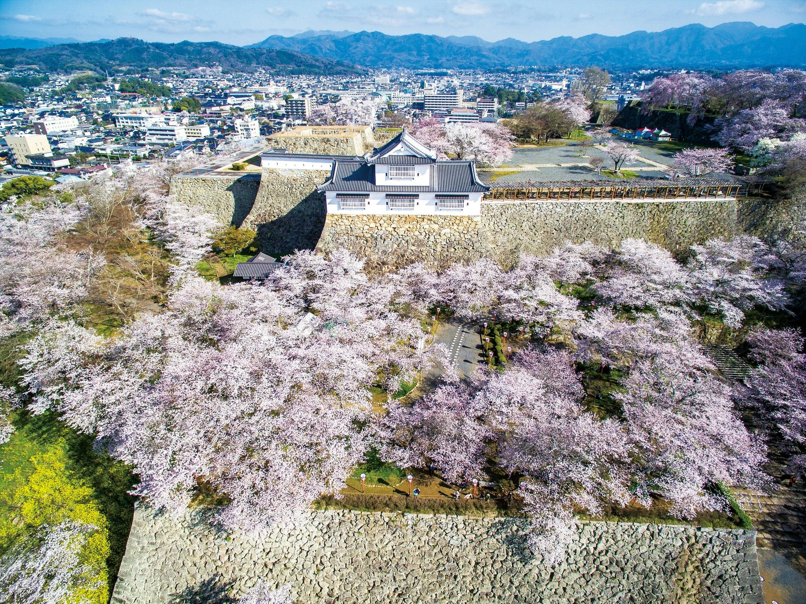 津山城御城印 さくらまつり限定 令和6年版 - コレクション