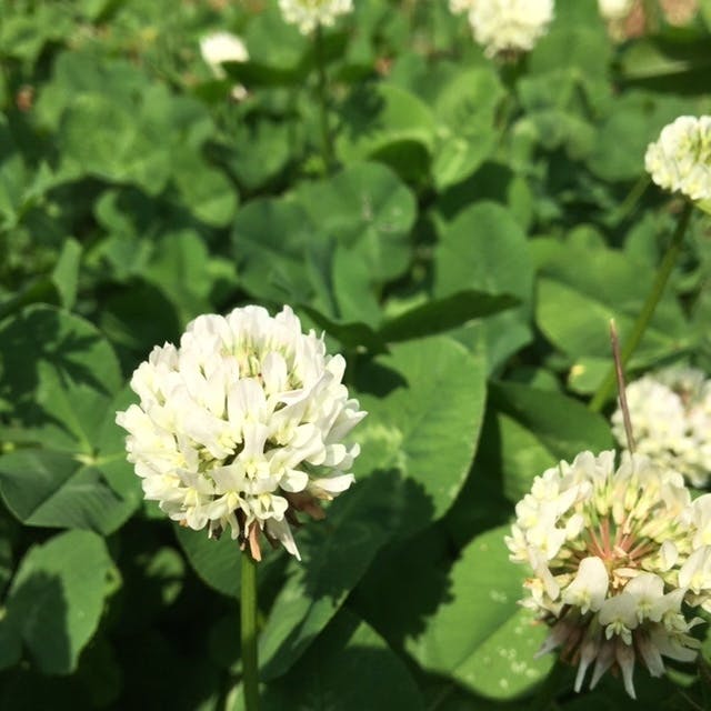 愛媛県愛南町で半世紀続く自然農園の夏ミカンを いち早く届けるプロジェクト Campfire キャンプファイヤー 愛媛県愛南町で半世紀続く自然農園の夏ミカンを いち早く届けるプロジェクト Campfire キャンプファイヤー
