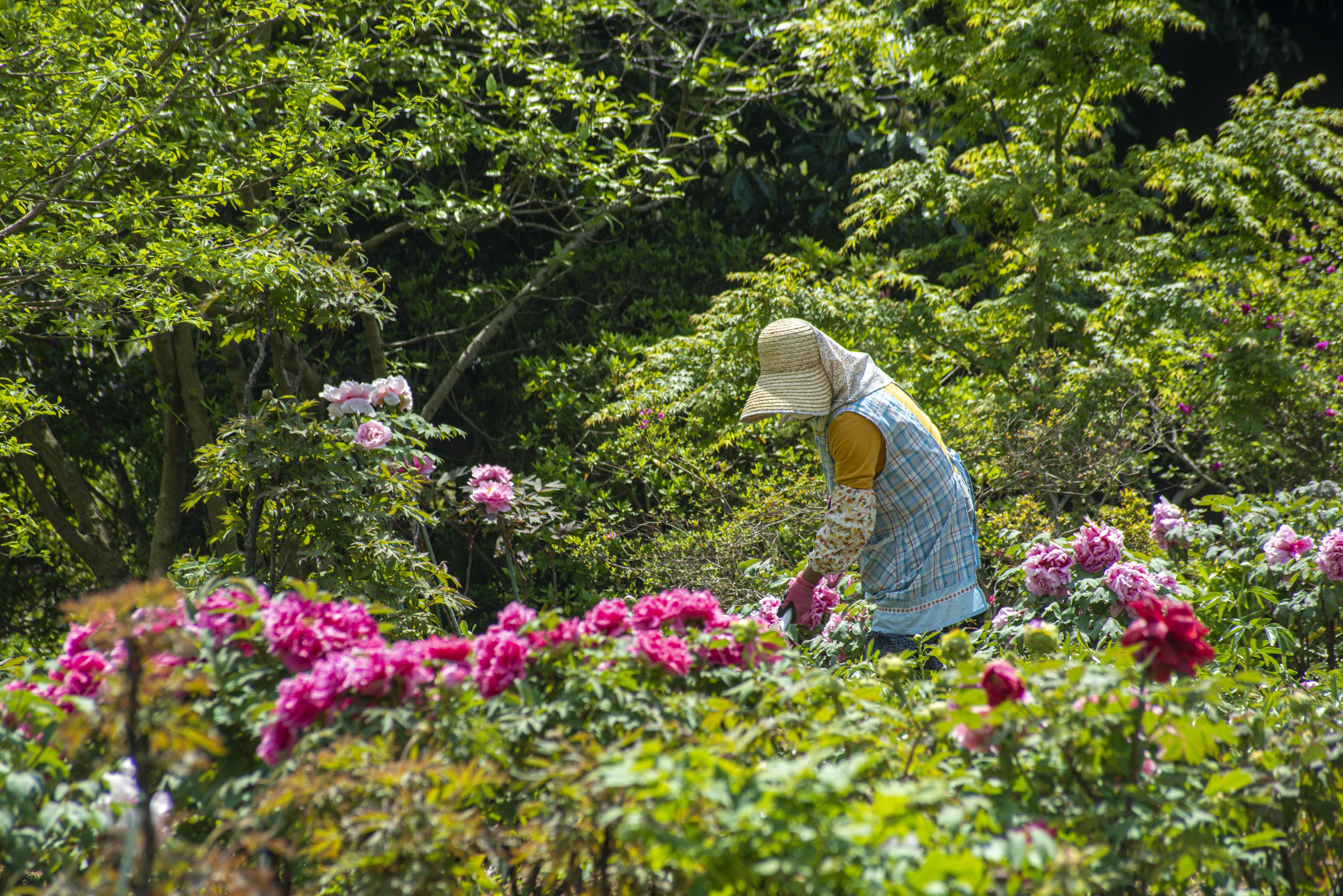 6万株の牡丹と芍薬の花を守りたい！つくば牡丹園応援プロジェクト