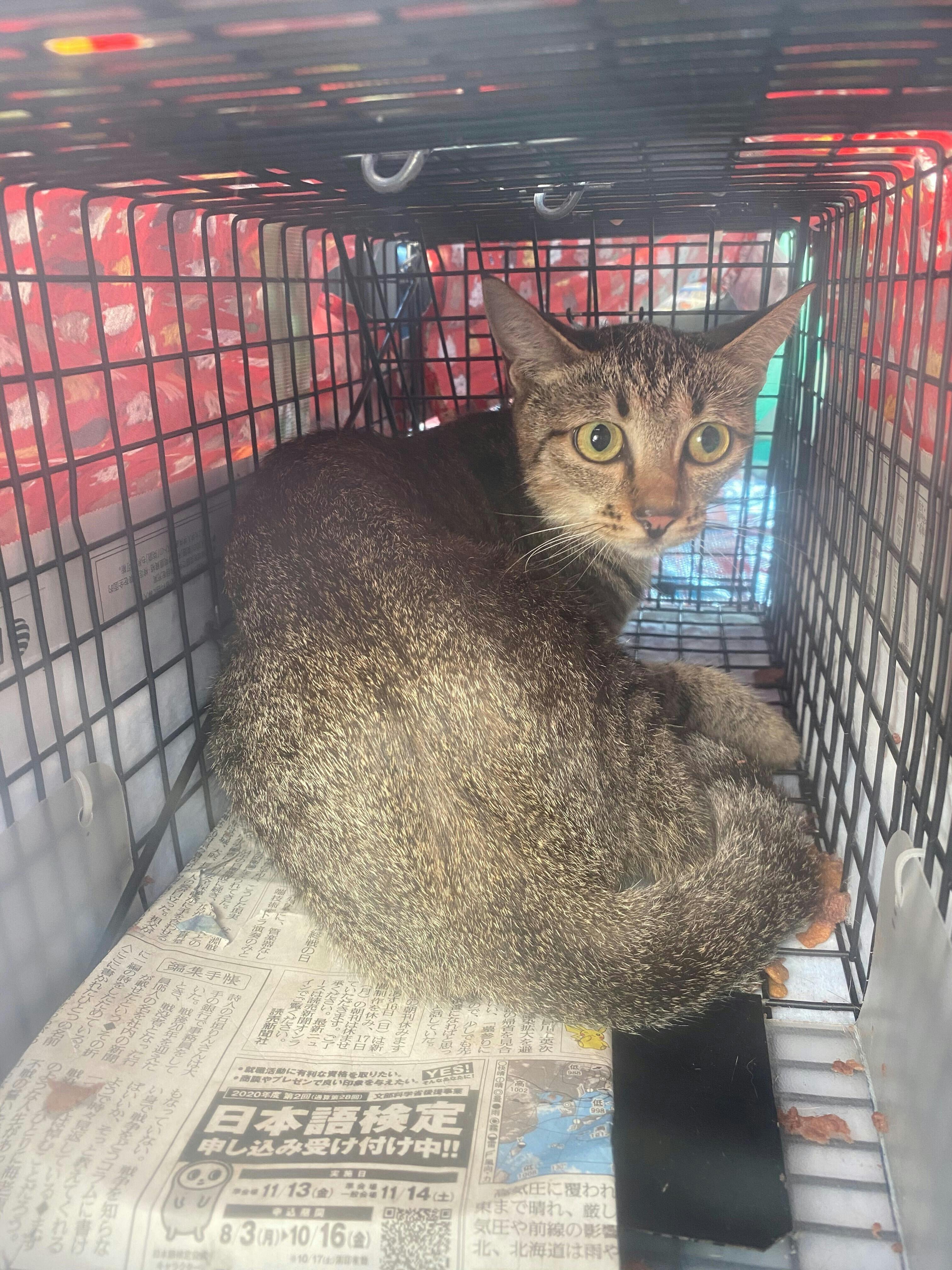 まちねこ東大阪 東大阪まちねこ病院開業の為にチカラを貸してください Campfire キャンプファイヤー まちねこ東大阪 東大阪まちねこ病院開業の為にチカラを貸してください Campfire キャンプファイヤー