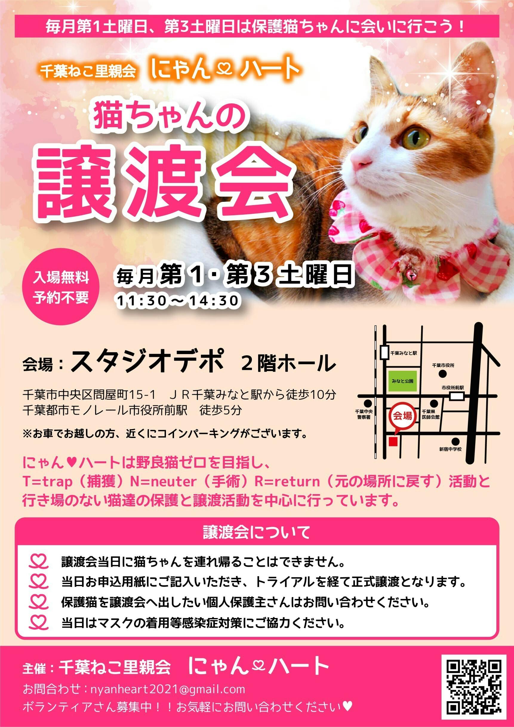 保護猫を助けたい！保護猫の譲渡会を開催する場所を作りたい 