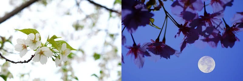 あなたの心に咲く桜は、どんな桜ですか？