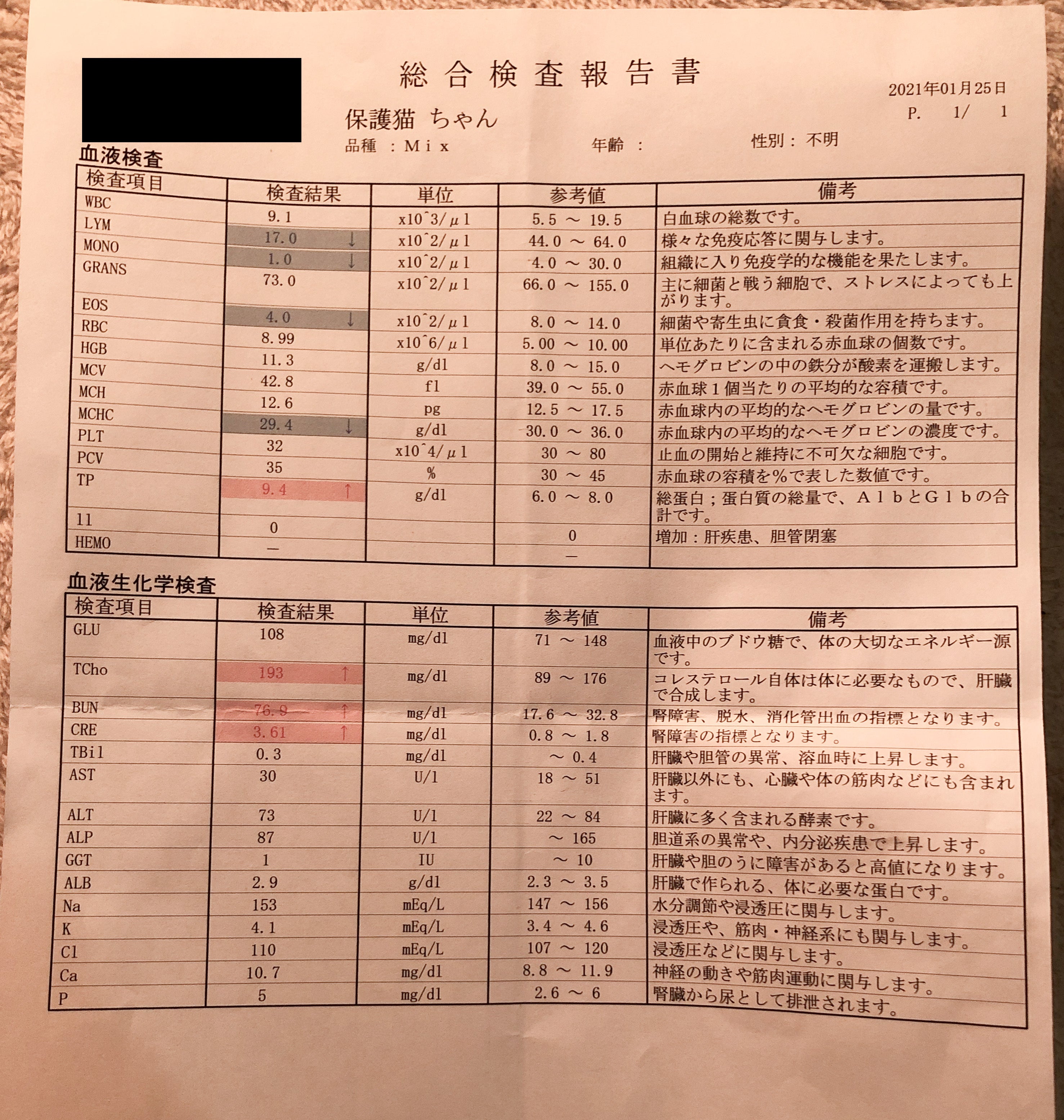 スーパーの駐車場で倒れかけていた【腎不全、肥大型心筋症の猫】を救い