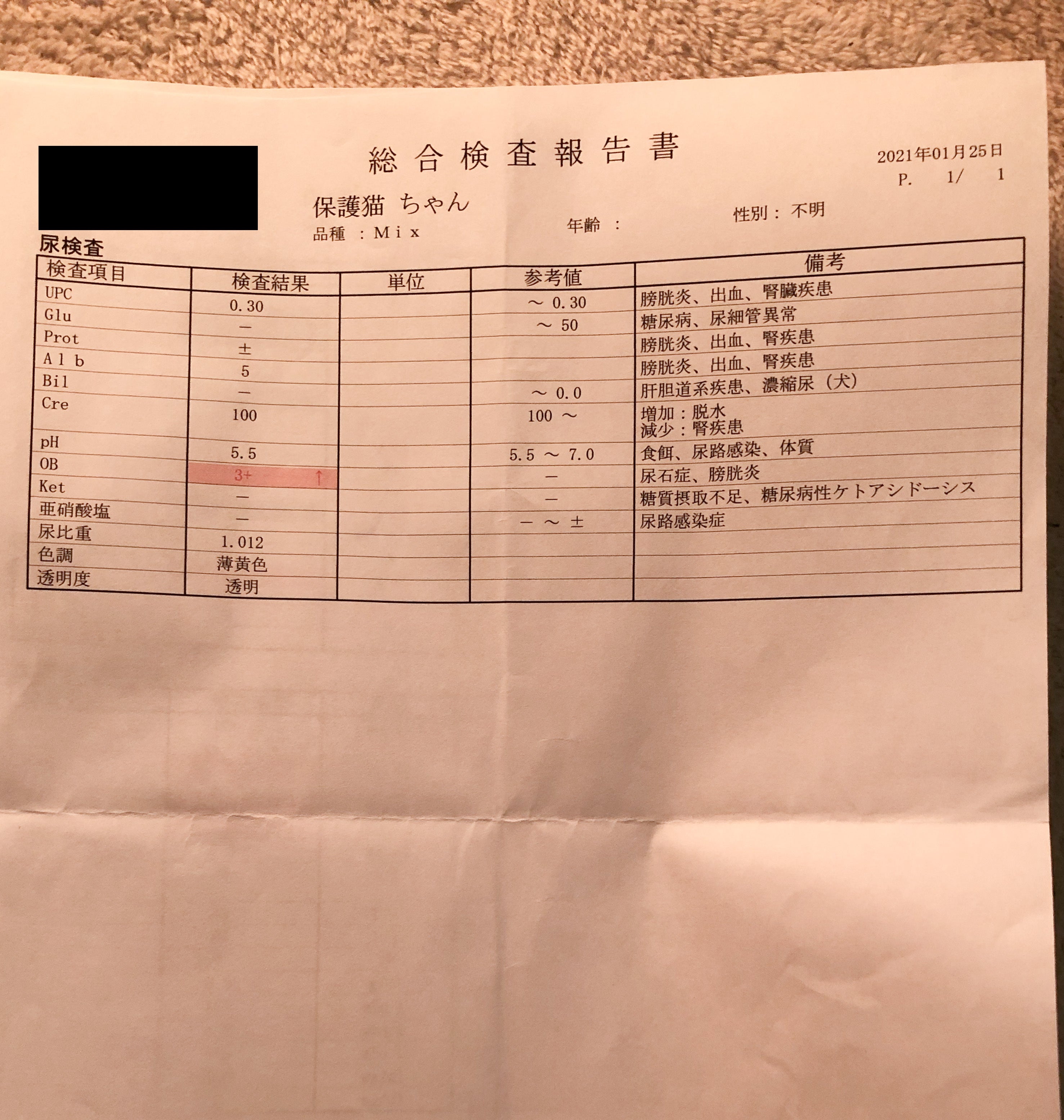 スーパーの駐車場で倒れかけていた【腎不全、肥大型心筋症の猫】を救い 