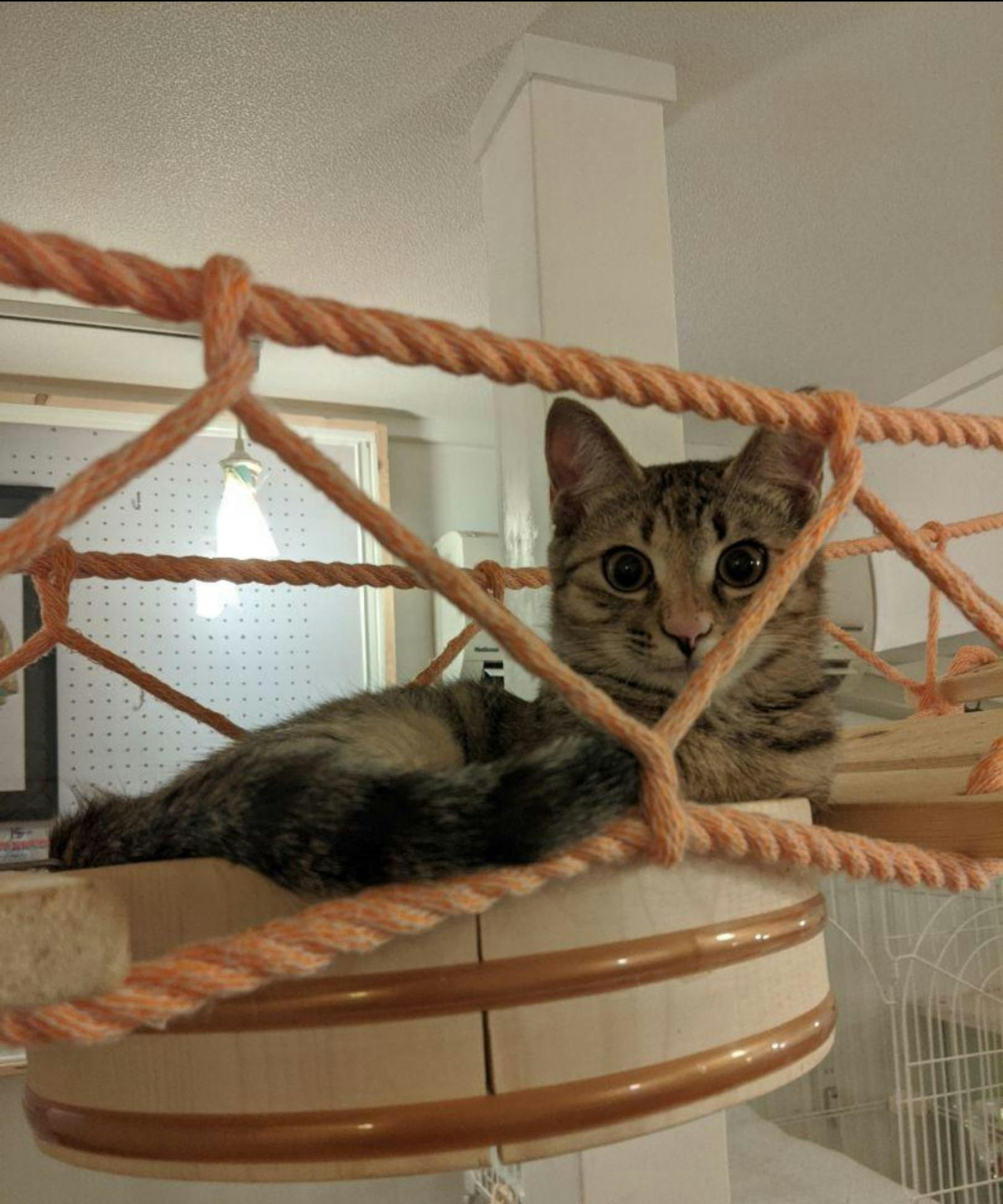 愛猫家さんの猫ちゃんにクォリティーの高い猫遊具 猫家具で遊んで貰いたい Campfire キャンプファイヤー 愛猫家さんの猫ちゃんにクォリティーの高い猫遊具 猫家具で遊んで貰いたい Campfire キャンプファイヤー