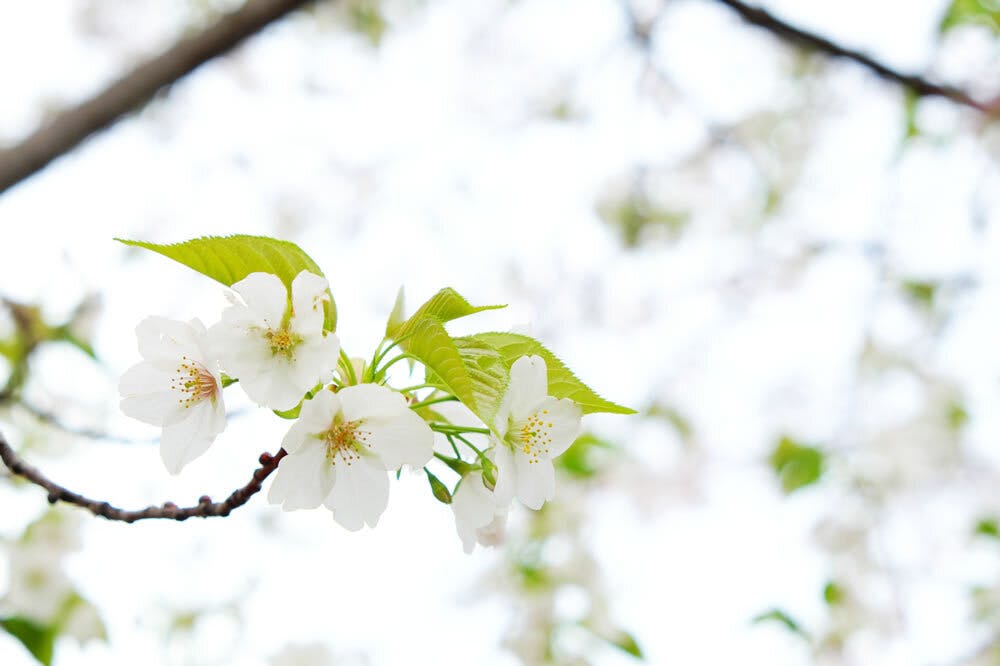 そっと咲く桜