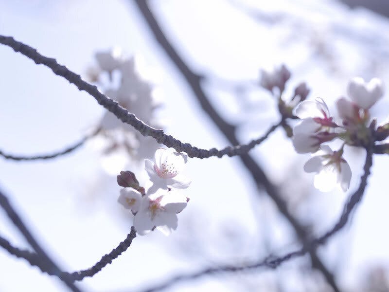 桜の枝に可憐に咲く桜の花々