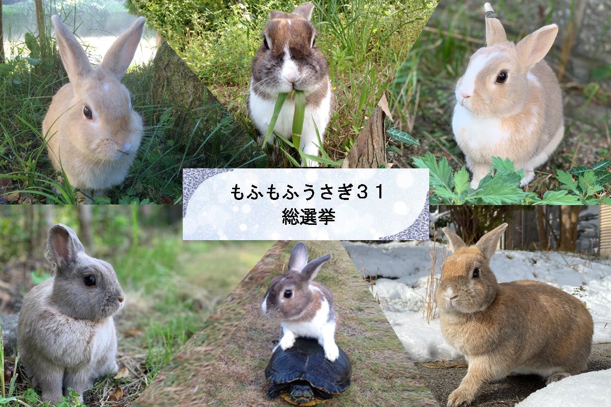 コロナ禍だから 31羽のもふもふうさぎ日めくりカレンダー で笑顔だらけにしたい Campfire キャンプファイヤー