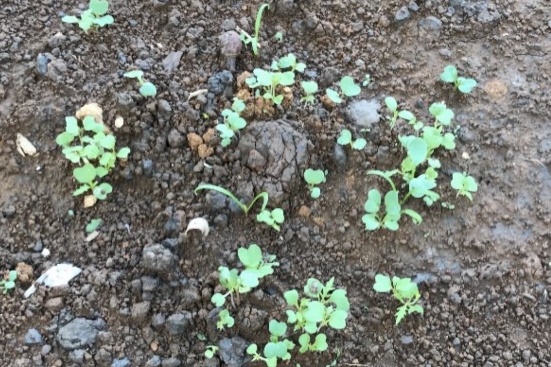 新鮮野菜がとり放題 耕作放棄地をみんなの食料庫に 粘土団子まきまきプロジェクト Campfire キャンプファイヤー 新鮮野菜がとり放題 耕作放棄地をみんなの食料庫に 粘土団子まきまきプロジェクト Campfire キャンプファイヤー