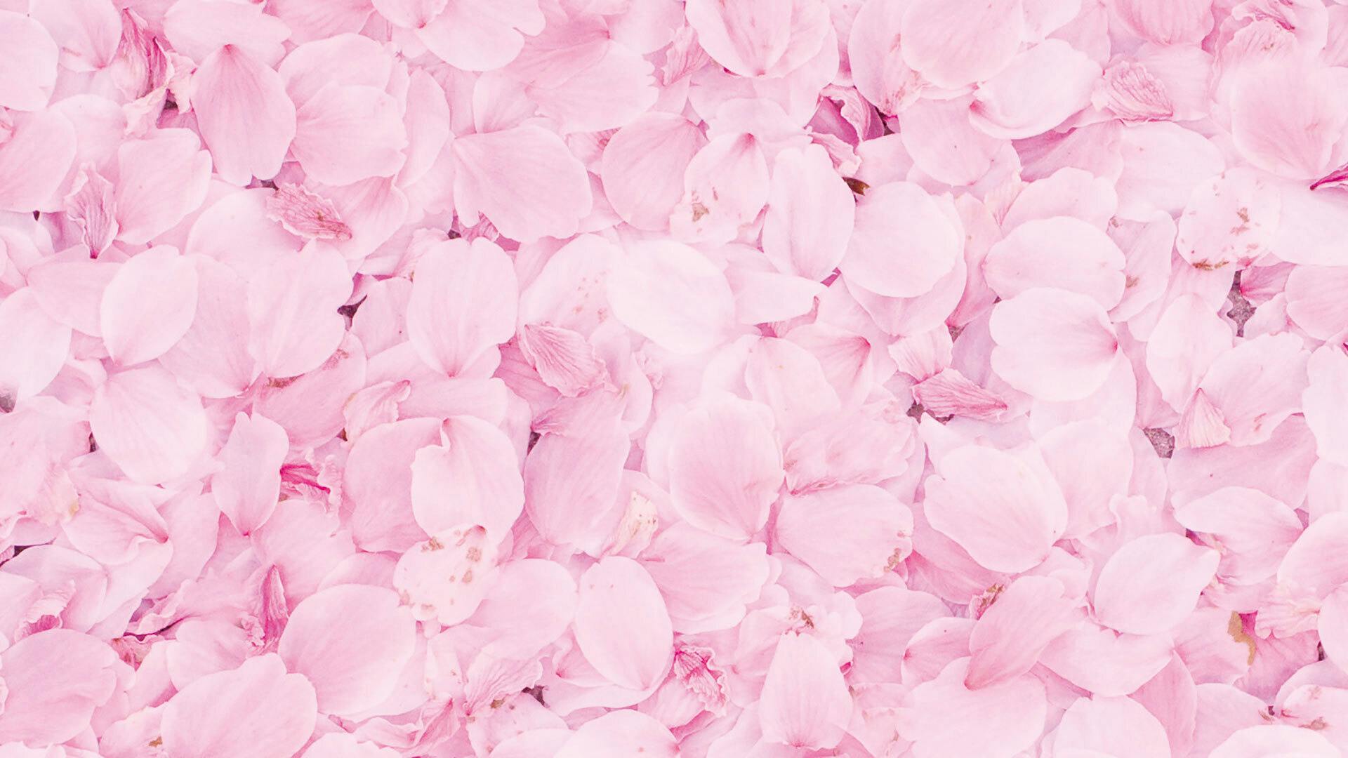 桜升と日本酒で 自宅に届く新しい花見体験 Sakura Chill Home Campfire キャンプファイヤー 桜升と日本酒で 自宅に届く新しい花見体験 Sakura Chill Home Campfire キャンプファイヤー