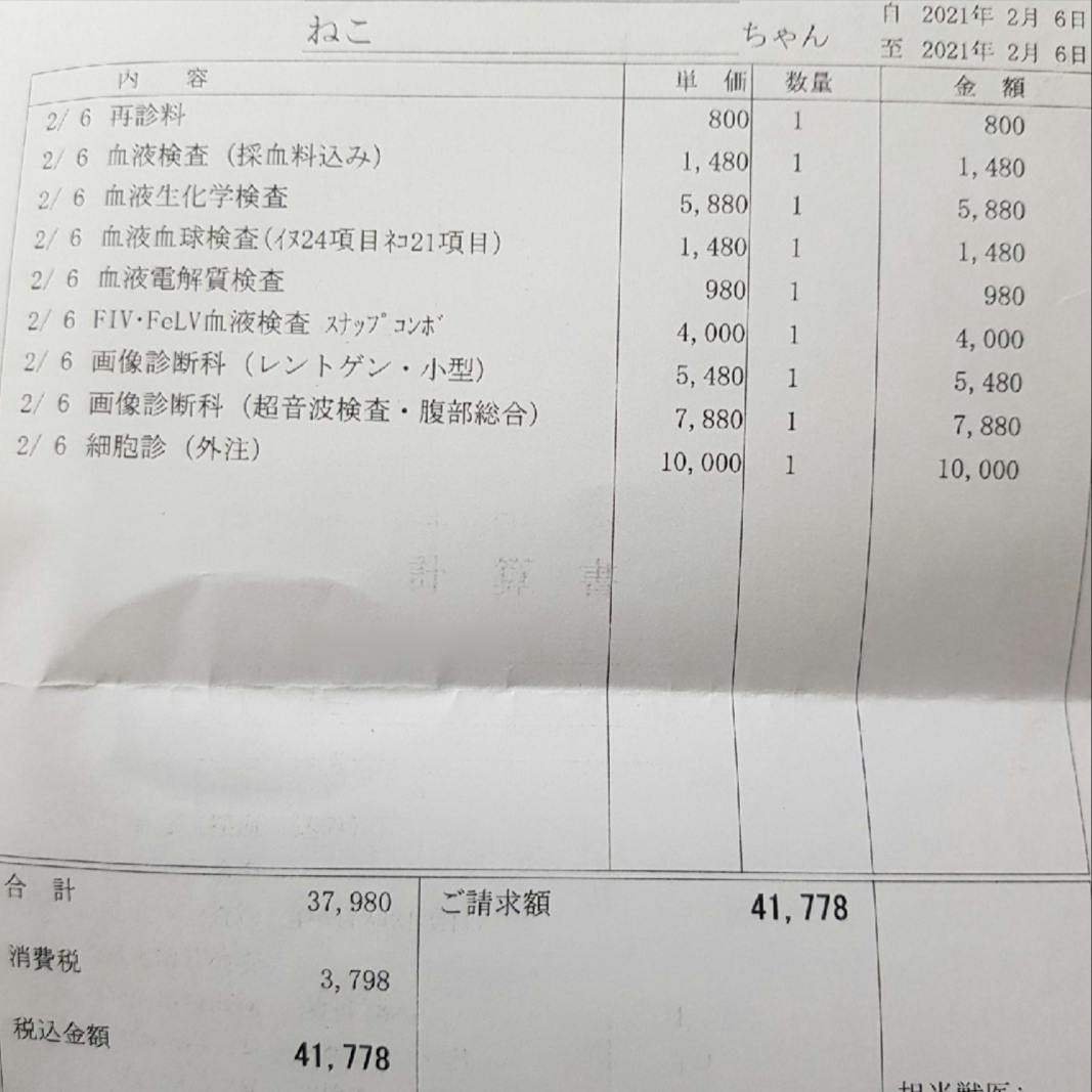 野良猫の骨肉腫 手術費用 保護部屋の修繕 Campfire キャンプファイヤー 野良猫の骨肉腫 手術費用 保護部屋の修繕 Campfire キャンプファイヤー