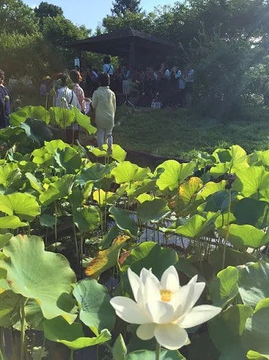 大賀ハスのふるさとを守りたい Campfire キャンプファイヤー 大賀ハスのふるさとを守りたい Campfire キャンプファイヤー