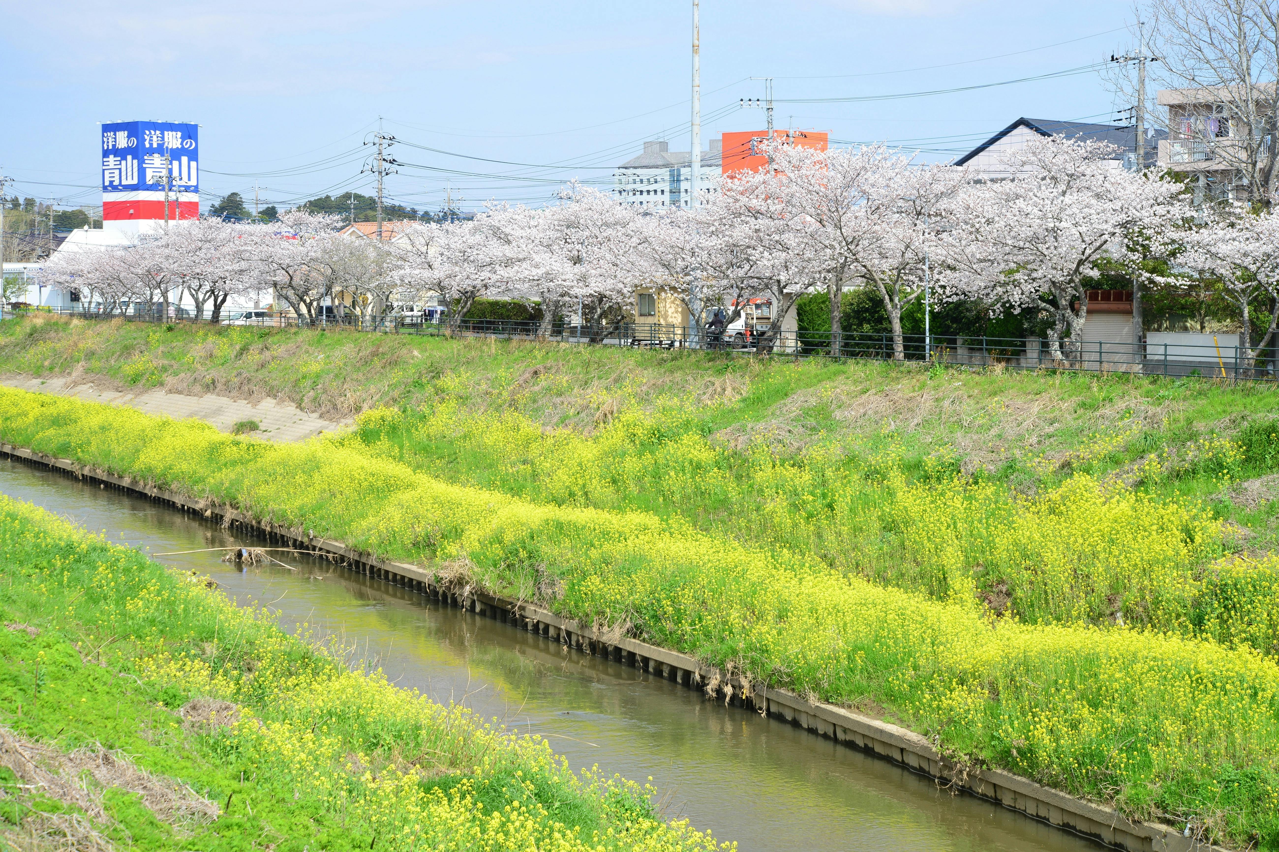 茂原市の歴史を彩ってきた約0本の桜を記録と記憶に残したい Campfire キャンプファイヤー