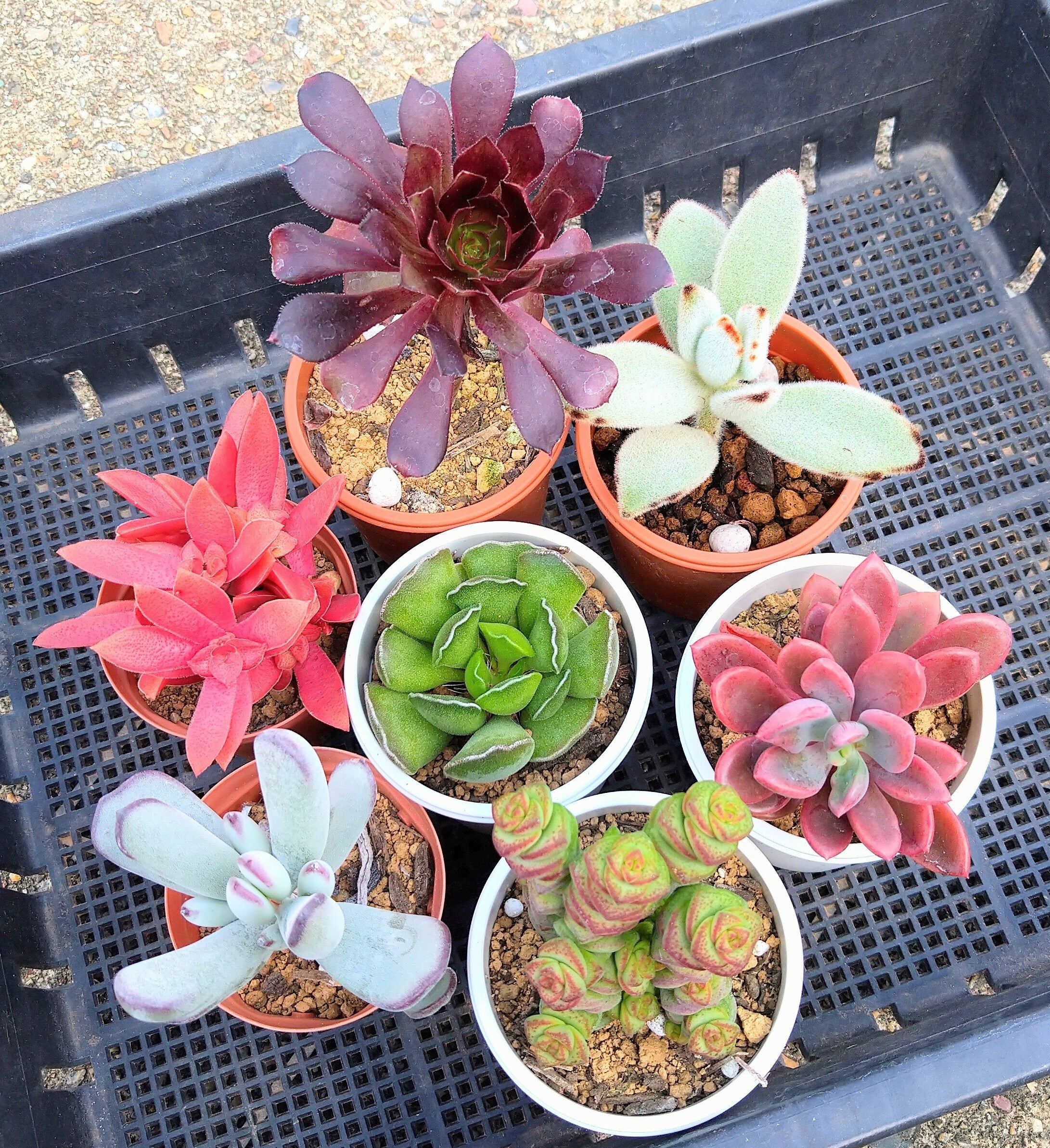 高齢の母が大切に育てる多肉植物をこれからも全国にお届けしたい Campfire キャンプファイヤー