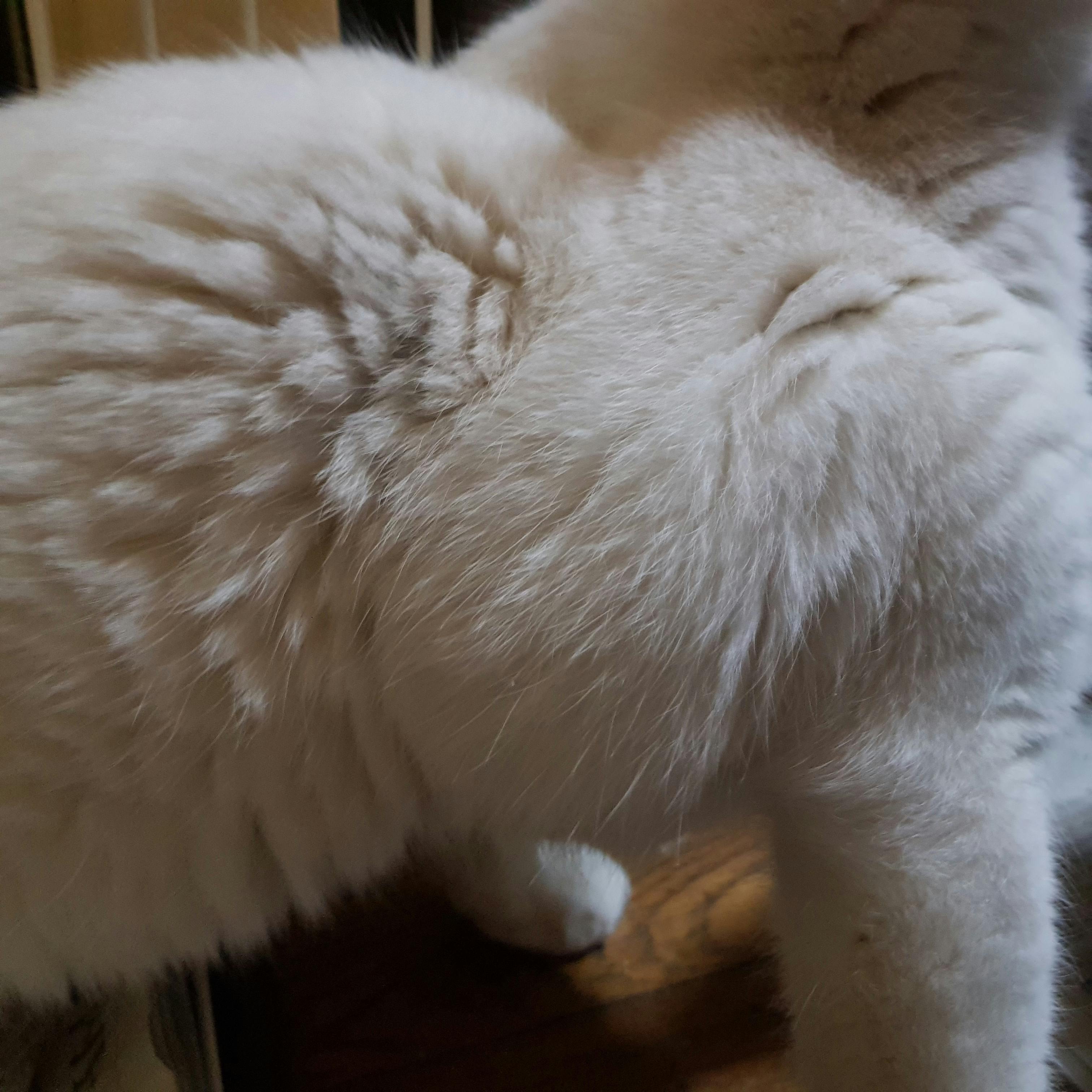 野良猫の骨肉腫 手術費用 保護部屋の修繕 Campfire キャンプファイヤー 野良猫の骨肉腫 手術費用 保護部屋の修繕 Campfire キャンプファイヤー