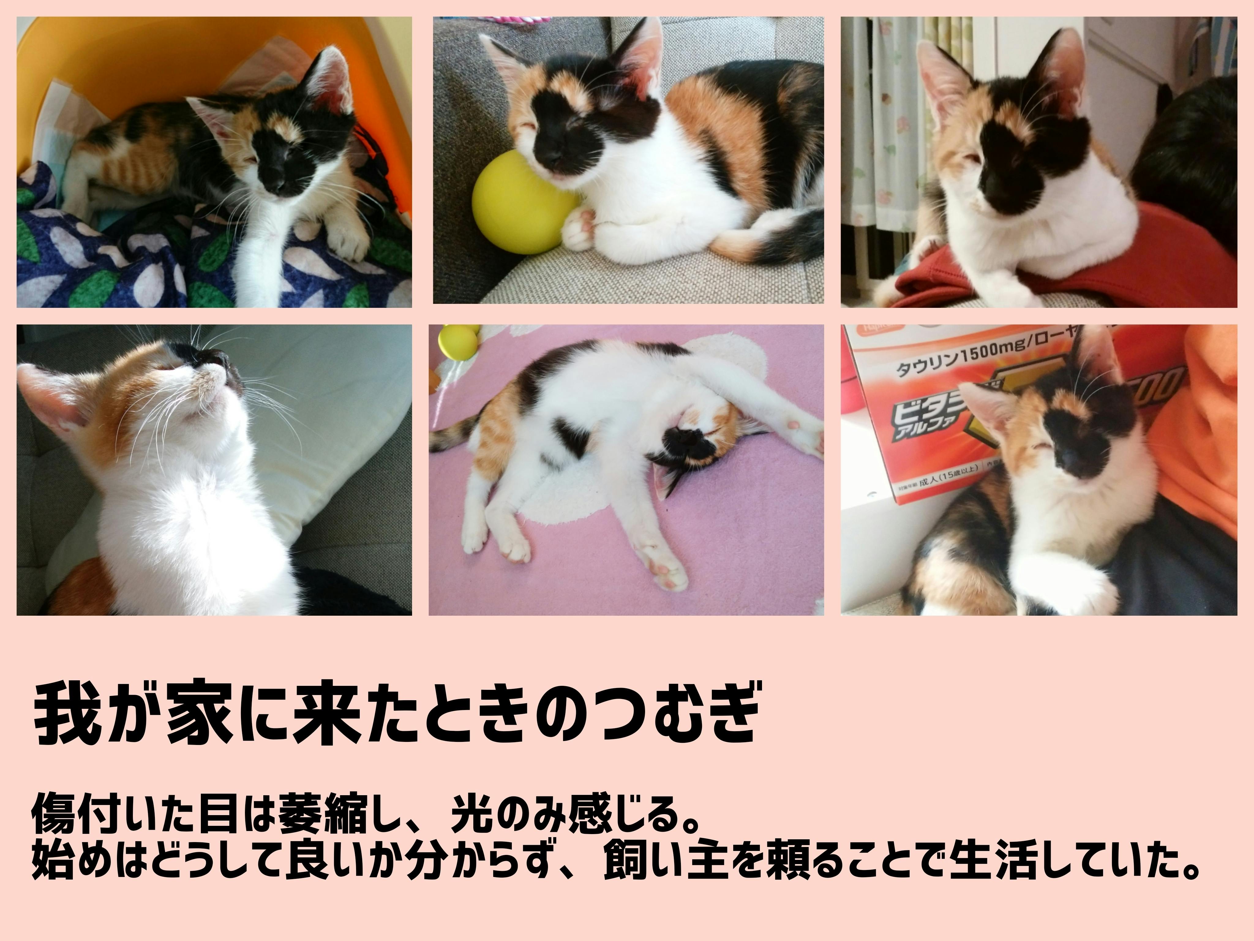 障がい猫の写真展 オンリーにゃんず を開催したい Campfire キャンプファイヤー 障がい猫の写真展 オンリーにゃんず を開催したい Campfire キャンプファイヤー