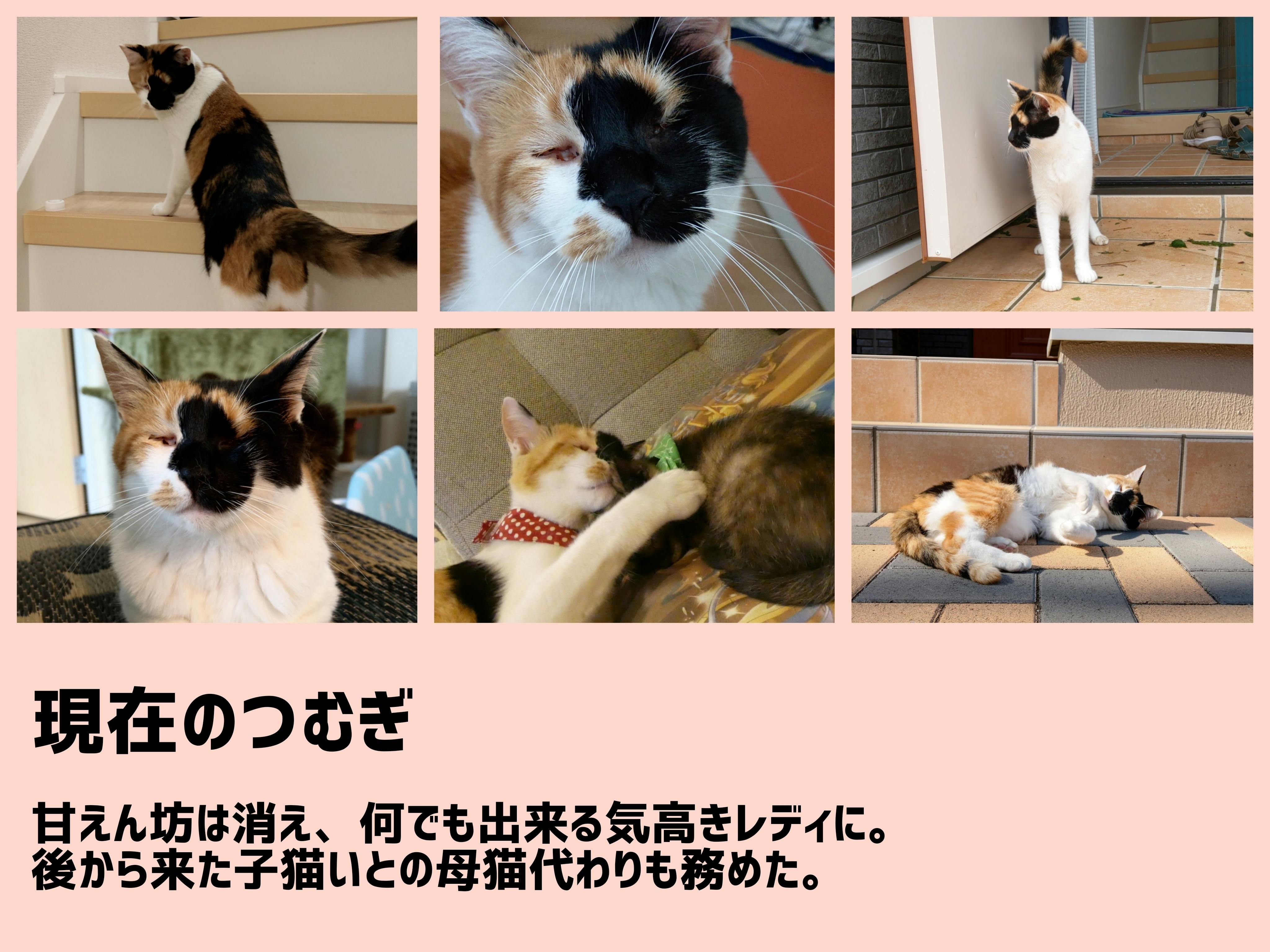 障がい猫の写真展 オンリーにゃんず を開催したい Campfire キャンプファイヤー 障がい猫の写真展 オンリーにゃんず を開催したい Campfire キャンプファイヤー