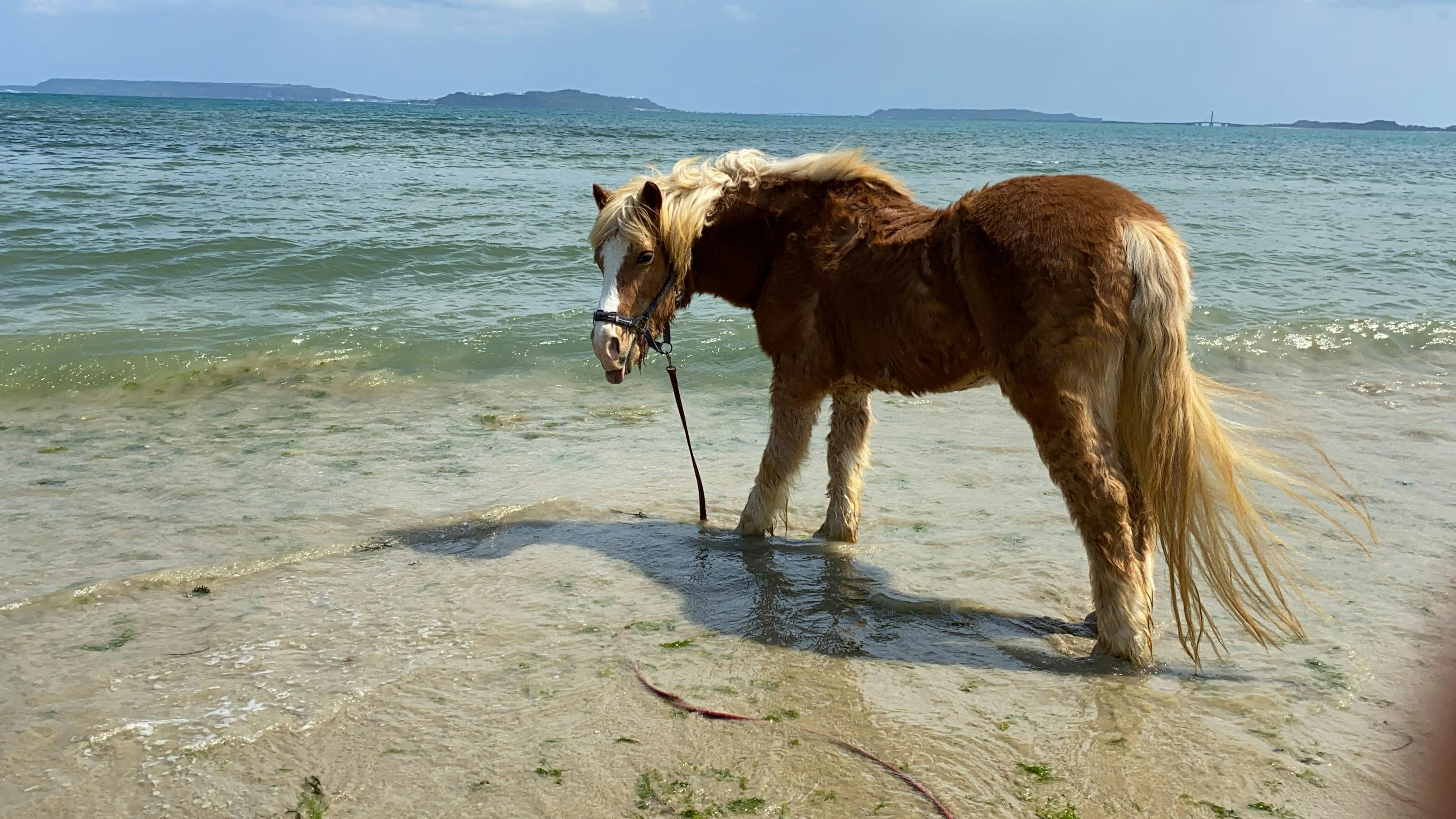 オープンから10日…馬たちの日常 CAMPFIREコミュニティ