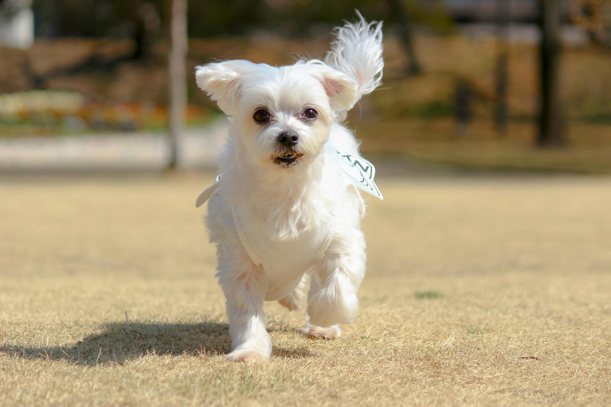 たった３分でペットを救うヒーローに 犬猫の心肺蘇生法を広めたい Campfire キャンプファイヤー