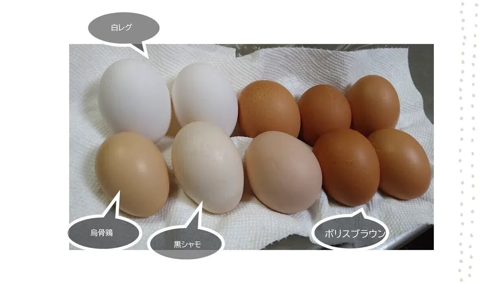 安全でおいしい卵をお届けします 平飼い 放し飼いで抗生物質未使用のノビノビ飼育卵 Campfire キャンプファイヤー 安全でおいしい卵をお届けします 平飼い 放し飼いで抗生物質未使用のノビノビ飼育卵 Campfire キャンプファイヤー
