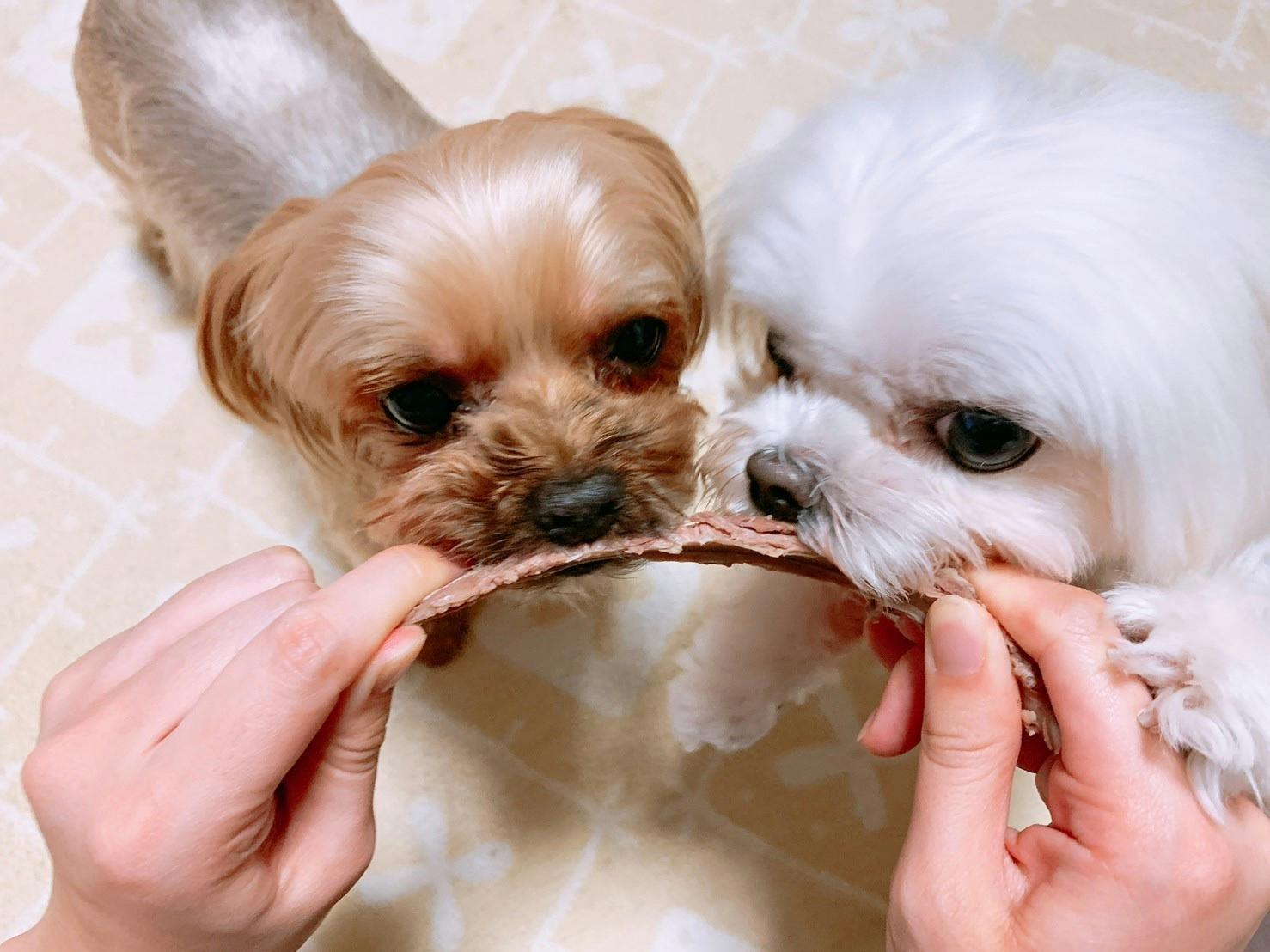 栄養価が豚肉や牛肉の2 4倍 農家さんを悩ます猪 鹿をジビエとして皆さんに Campfire キャンプファイヤー 栄養価が豚肉や牛肉の2 4倍 農家さんを悩ます猪 鹿をジビエとして皆さんに Campfire キャンプファイヤー