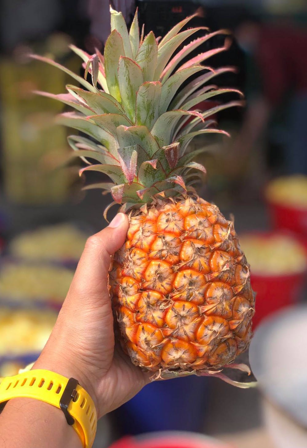 台湾パイナップルを救え 宮崎 青島で冷やしパインを広めた一家の時を超えた恩返し Campfire キャンプファイヤー 台湾パイナップルを救え 宮崎 青島で冷やしパインを広めた一家の時を超えた恩返し Campfire キャンプファイヤー