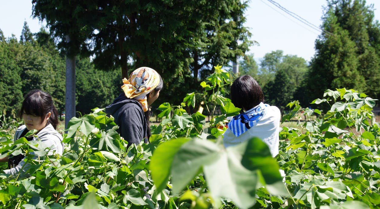 綿花を身につける東北支援 綿花がつなぐ 未来へつなぐ 東北復興プロジェクト Campfire キャンプファイヤー 綿花を身につける東北支援 綿花がつなぐ 未来へつなぐ 東北復興プロジェクト Campfire キャンプファイヤー